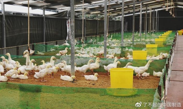 是它!中國才生產出世界最好的羽毛球